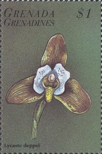 Lycaste deppei