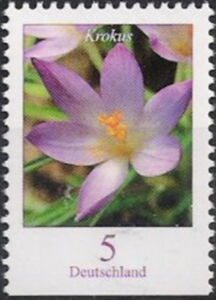 Woodland Crocus (Crocus tommasinianus)