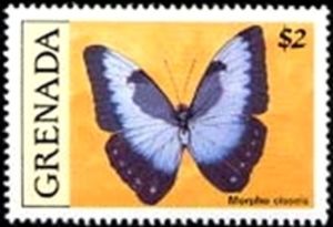 Cisseis Morpho (Morpho cisseis)