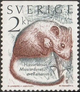 Hazel Dormouse (Muscardinus avellanarius)