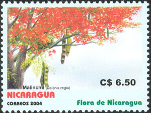 Delonix regia