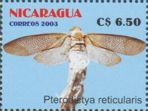 Wax-tail Hopper (Pterodictya reticularis)