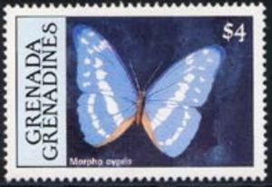 Cypris Morpho (Morpho cypris)