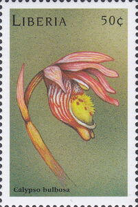 Calypso bulbosa