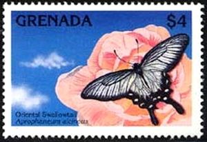 Chinese Windmill (Atrophaneura alcinous)