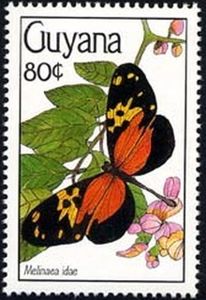 Idae Tigerwing (Melinaea idae)