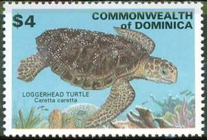 Loggerhead (Caretta caretta)