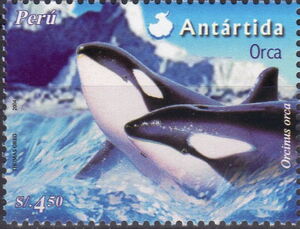 Killer Whale (Orcinus orca)