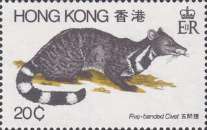 Large Indian Civet (Viverra zibetha)