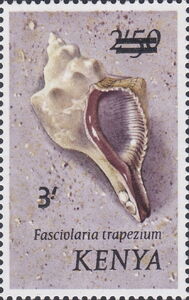 Trapezium Horse Conch (Fasciolaria trapezium)
