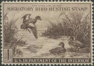 American wigeon (Anas americana)