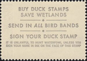 Canvasback (Aythya valisineria)