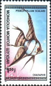 Freshwater Angelfish (Pterophyllum scalare)