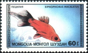 Platy (Xiphophorus macalatus)
