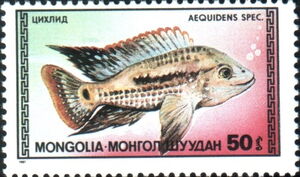 Cichlid (Aequidens sp.)