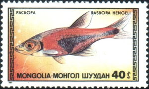 Hengel's Rasbora (Rasbora hengeli)
