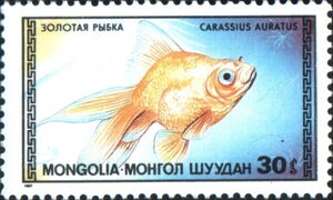 Goldfish (Carassius auratus auratus)