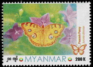 Peacock Pansy (Junonia almana)