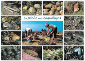 La pĂȘche aux coquillages