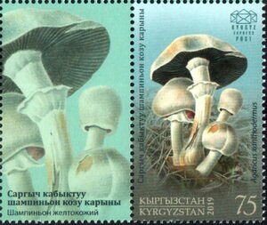 Yellow-Staining Mushroom (Agaricus xanthodermus)