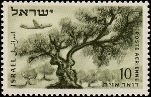 An Olive Tree in the Judean Mountains