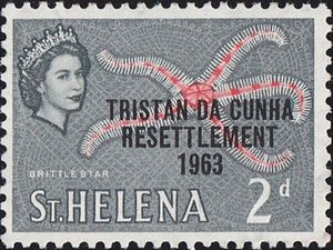 Brittle Starfish (Ophiothrix roseocaerulans)