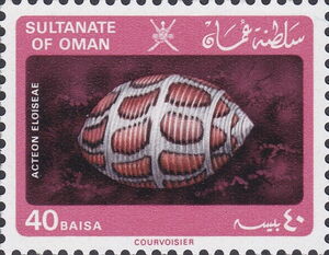 Eloise's Acteon (Acteon eloisae)