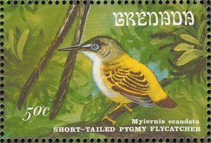 Short-tailed Pygmy Tyrant (Myiornis ecaudatus)