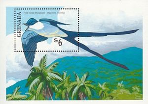 Fork-tailed Flycatcher (Muscivora tyrannus)