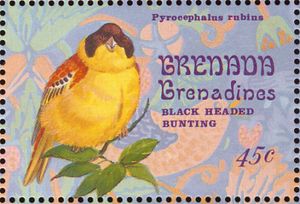 Black-headed Bunting (Pyrocephalus rubins) (see Description)