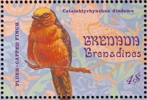 Plush-capped Finch (Catamblyrhynchus diadema)