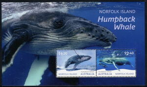 Humpback Whale (Megaptera novaeangliae)
