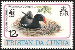 Gough Moorhen (Gallinula comeri)