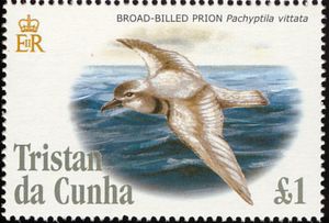 Broad-billed Prion (Pachyptila vittata)