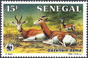 Dama Gazelle (Gazella dama)
