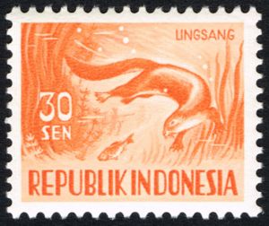 Smooth-coated Otter (Lutrogale perspicillata)