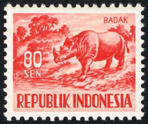 Sumatran Rhinoceros (Dicerorhinus sumatrensis)