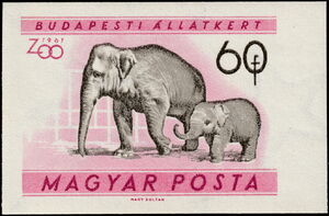 Asian Elephant (Elephas maximus)