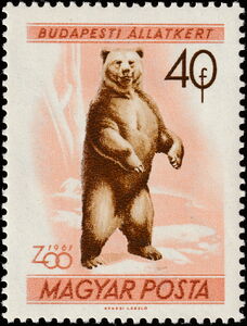 Brown Bear (Ursus arctos)