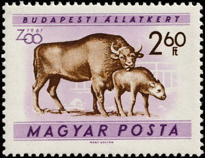 European Bison (Bos bonasus)