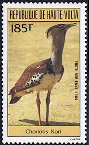 Kori Bustard (Ardeotis kori)