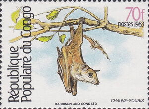 Gambian Epauletted Fruit Bat (Epomophorus gambianus)