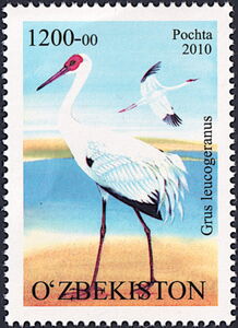 Siberian Crane (Grus leucogeranus)