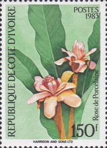 Porcelain rose (Etlingera elatior)