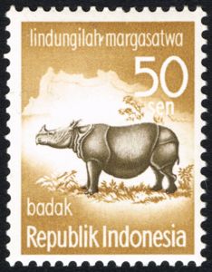 Sunda Rhinoceros (Rhinoceros sondaicus)