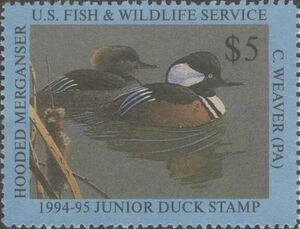 Hooded merganser
