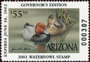 Redhead (Aythya americana)