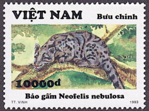 Clouded Leopard (Neofelis nebulosa)