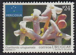 Guettarda uruguensis