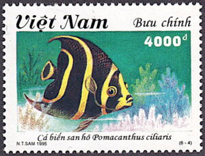 Queen Angelfish (Pomacanthus ciliaris)